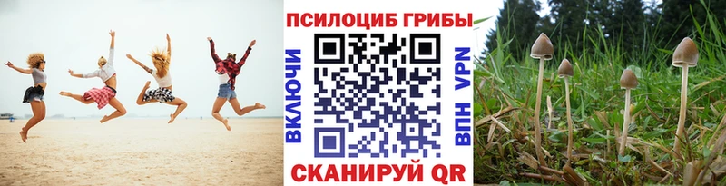 Купить закладки  Урус-Мартан  Галлюциногенные грибы Psilocybine cubensis 